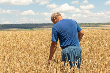Naklejka na ściany i meble Experienced mature agronomist technician checking the growth of the wheat for a quality control in a cereal field in summer.