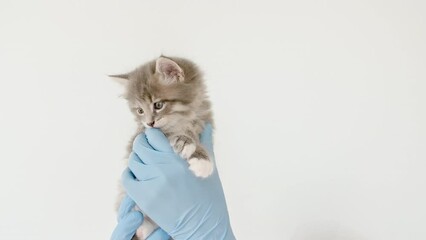 Striped gray cat in doctor hands. Kitten vet examining. Kitten pet check up, vaccination in veterinarian animal clinic.Health care domestic animal. Long Web banner Copy space. High quality 4k footage.