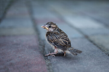 sparrow fell out of the nest