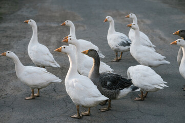 Domestic geese