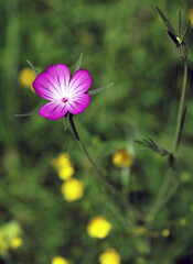 Macro image of a Corncockle flower, Devon England

