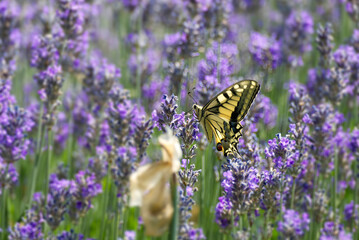 Old World Swallowtail or common yellow swallowtail (Papilio machaon) sitting on lavender in Zurich,...