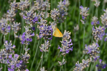 Large Skipper butterfly (Ochlodes sylvanus) perched on lavender plant in Zurich, Switzerland