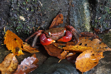 Red-clawed crab that lives in the mountains, Genbudo Park, Toyooka City, Hyogo Prefecture, Japan
