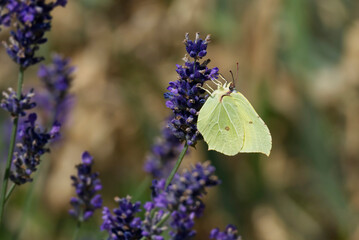 Common brimstone butterfly (Gonepteryx rhamni) sitting on lavender in Zurich, Switzerland