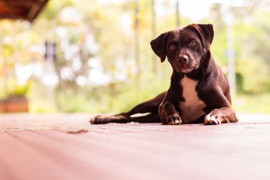 labrador-like stray dog sitting on floor and looking directly to the camera with a blur view to the woods 