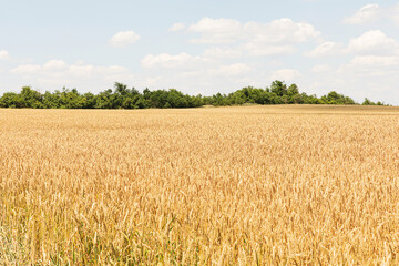 the weat field against a blue sky