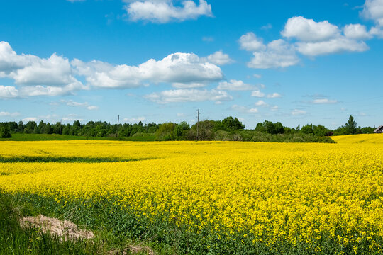 Rapeseed field landscape with cloudy blue sky.