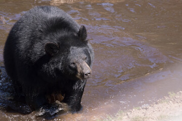 Naklejka na ściany i meble Black Bear in a pond