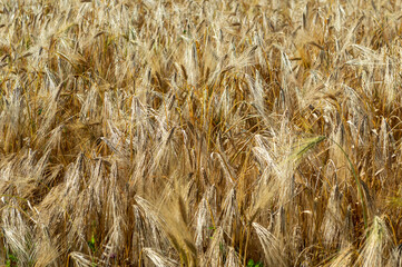 A field of ripe wheat is ready for harvest