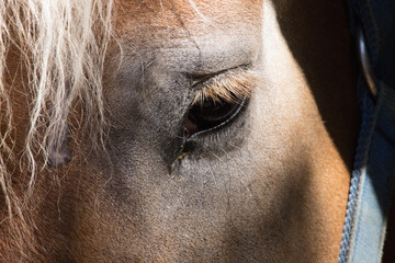 The eye of a horse