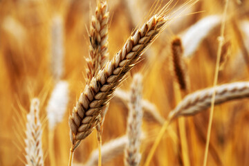 Close-up of an ear of wheat