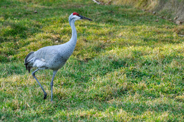 A Sandhill Crane At The Local Zoo