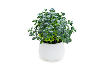 Indoor green potted plant on a white background