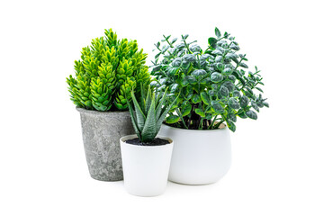Indoor green potted plant on a white background