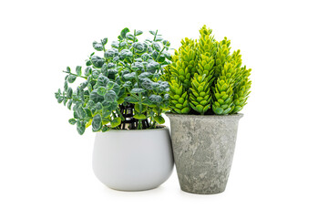 Indoor green potted plant on a white background