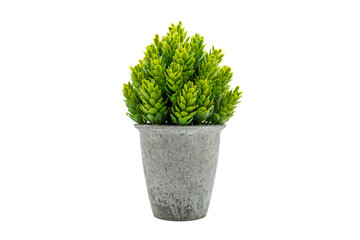 Indoor green potted plant on a white background