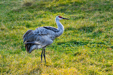 A Sandhill Crane At The Local Zoo