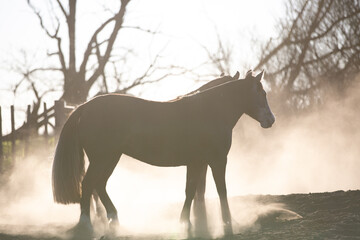 Horse riding and equipment for horses in argentina