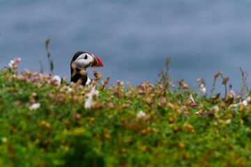 puffin head