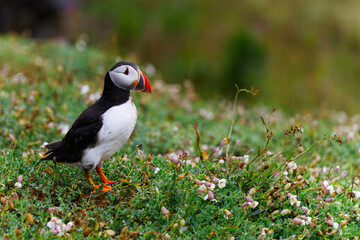 Fototapeta premium Puffin in Flowers Bed