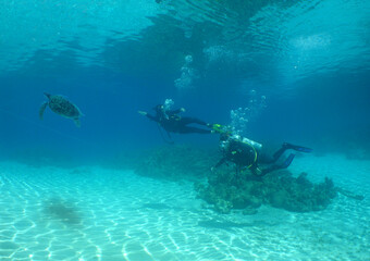 Fototapeta na wymiar divers exploring a coral reef in the caribbean sea