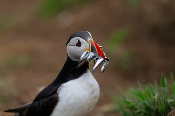 atlantic puffin or common puffin