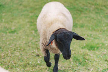 頭と足が黒い羊

