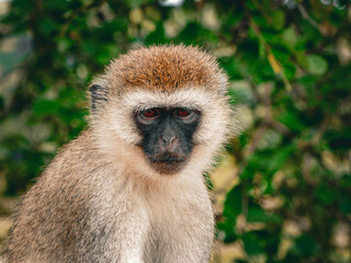 Portrait d'un singe aux yeux rouges à Bali, sur fond végétal