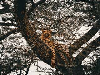 Magnifique photo d'un Léopard perché dans un arbre regardant l'objectif, son pelage se confond...