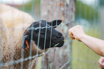 羊に草を食べさせる