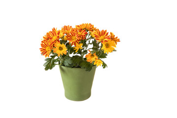 A flowerpot with orange and yellow chrysanthemum flowers. Isolated on a white background.
