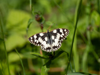 Marbled White Butterfly. Wings Open.