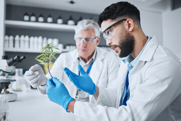 Science, cannabis and men with plant in medical laboratory for research, biology and study...