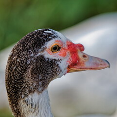 canard