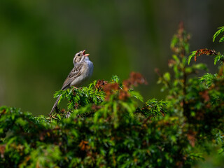 Grasshopper Sparrow calling on green juniper shrub against green background