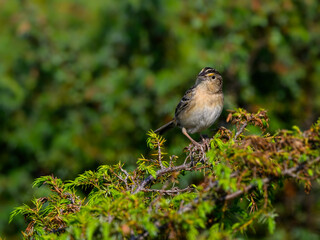 Grasshopper Sparrow on green juniper shrub against green background