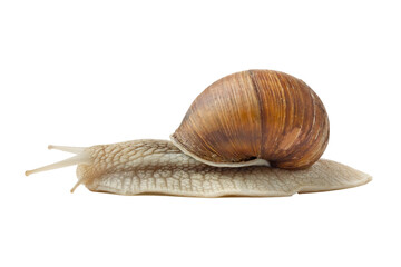 Giant snail isolated on white background