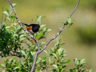 Male Eastern Towhee on tree branch against green background