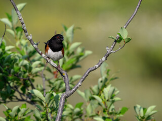 Male Eastern Towhee on tree branch against green background