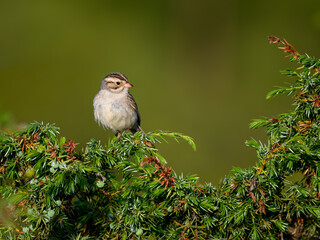 Clay-colored sparrow perched on common juniper in early morning  