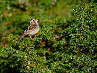 Clay-colored sparrow perched on common juniper in early morning on yellow green background