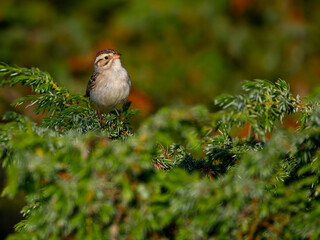 Clay-colored sparrow perched on common juniper in early morning  