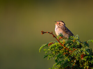 Clay-colored sparrow perched on common juniper in early morning on yellow green background