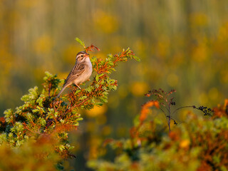 Clay-colored sparrow perched on common juniper in early morning  