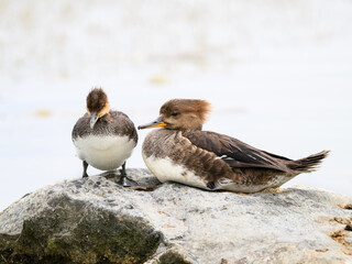 Female Hooded Merganser with duckling resting on rock