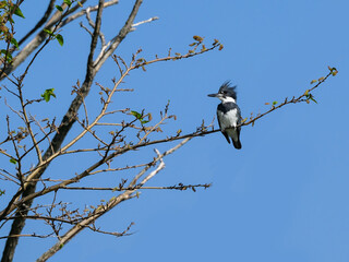 Belted Kingfisher on tree branch against blue sky