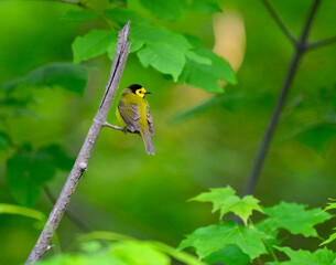 Hooded Warbler on tree branch against green background
