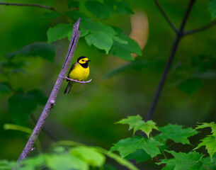 Hooded Warbler on tree branch against green background