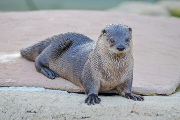 An Otter On The Rocks At The Local Zoo